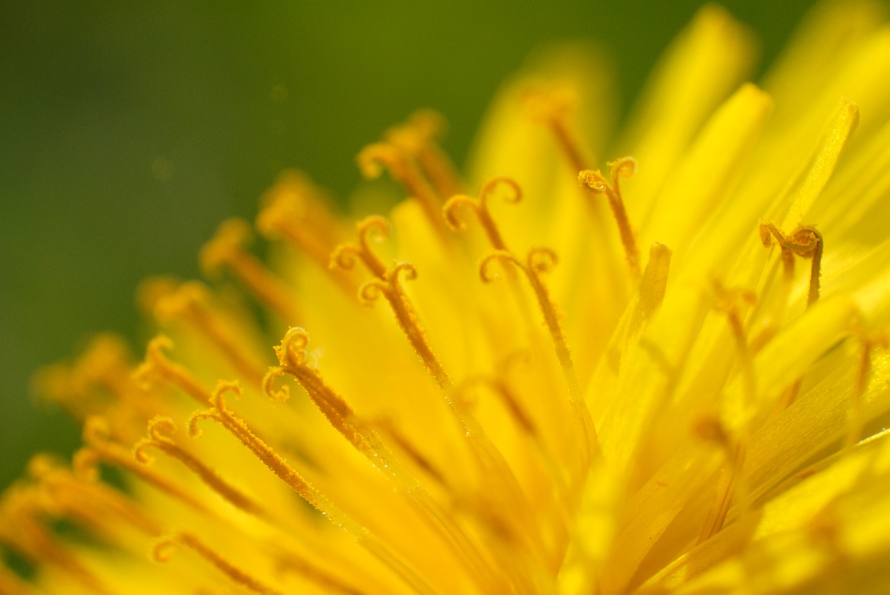 dandelion pollen blossom free photo