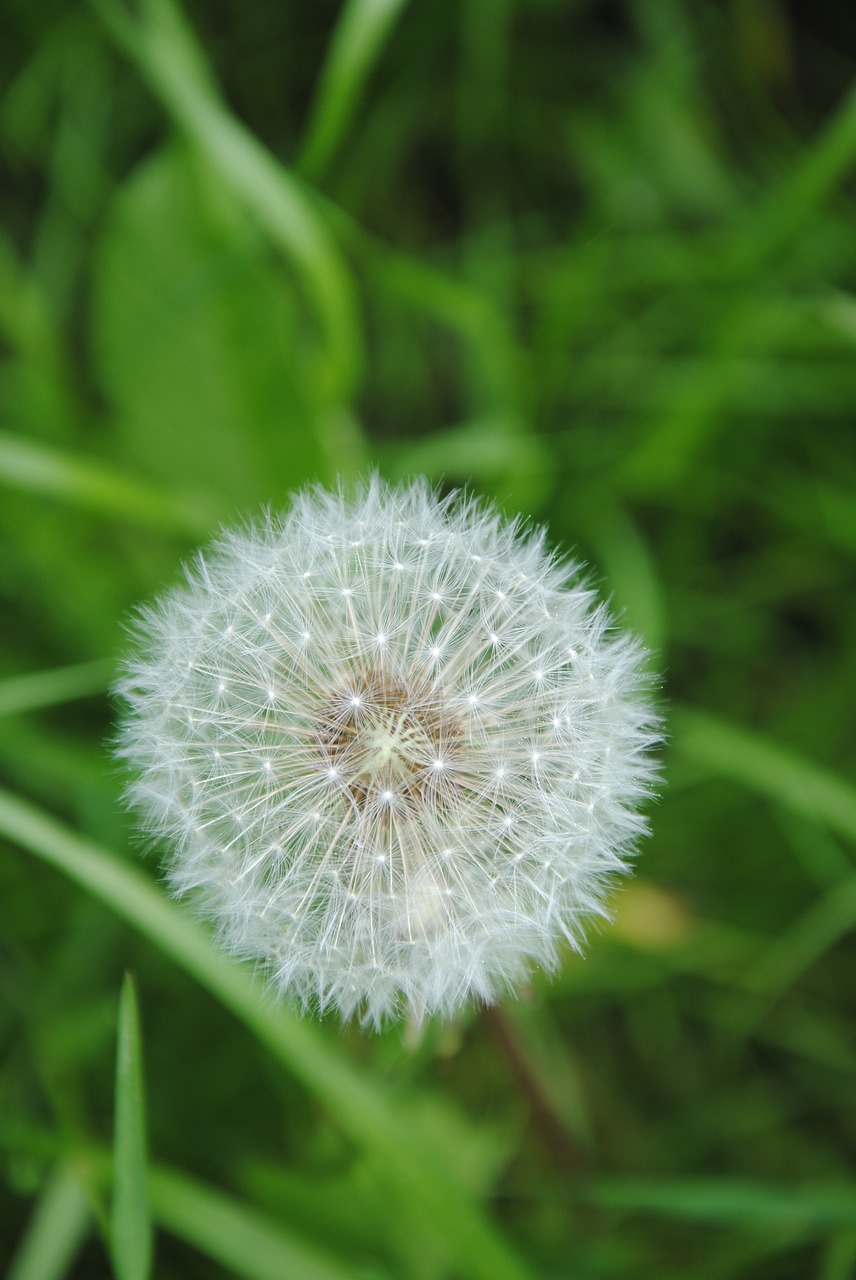 dandelion flower plant free photo