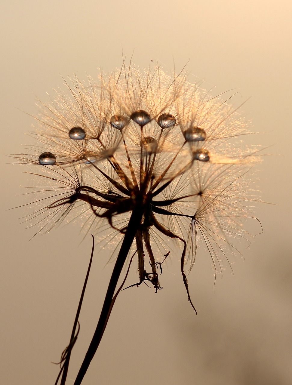 dandelion sun dew free photo