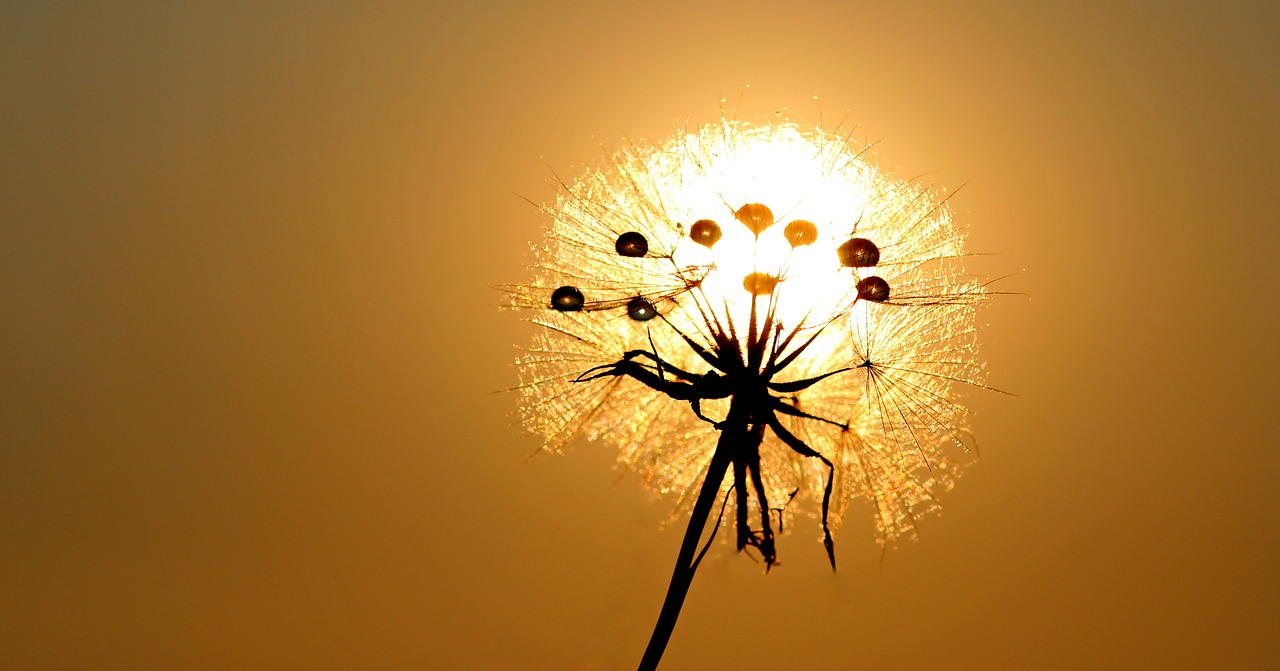 dandelion sun dew free photo