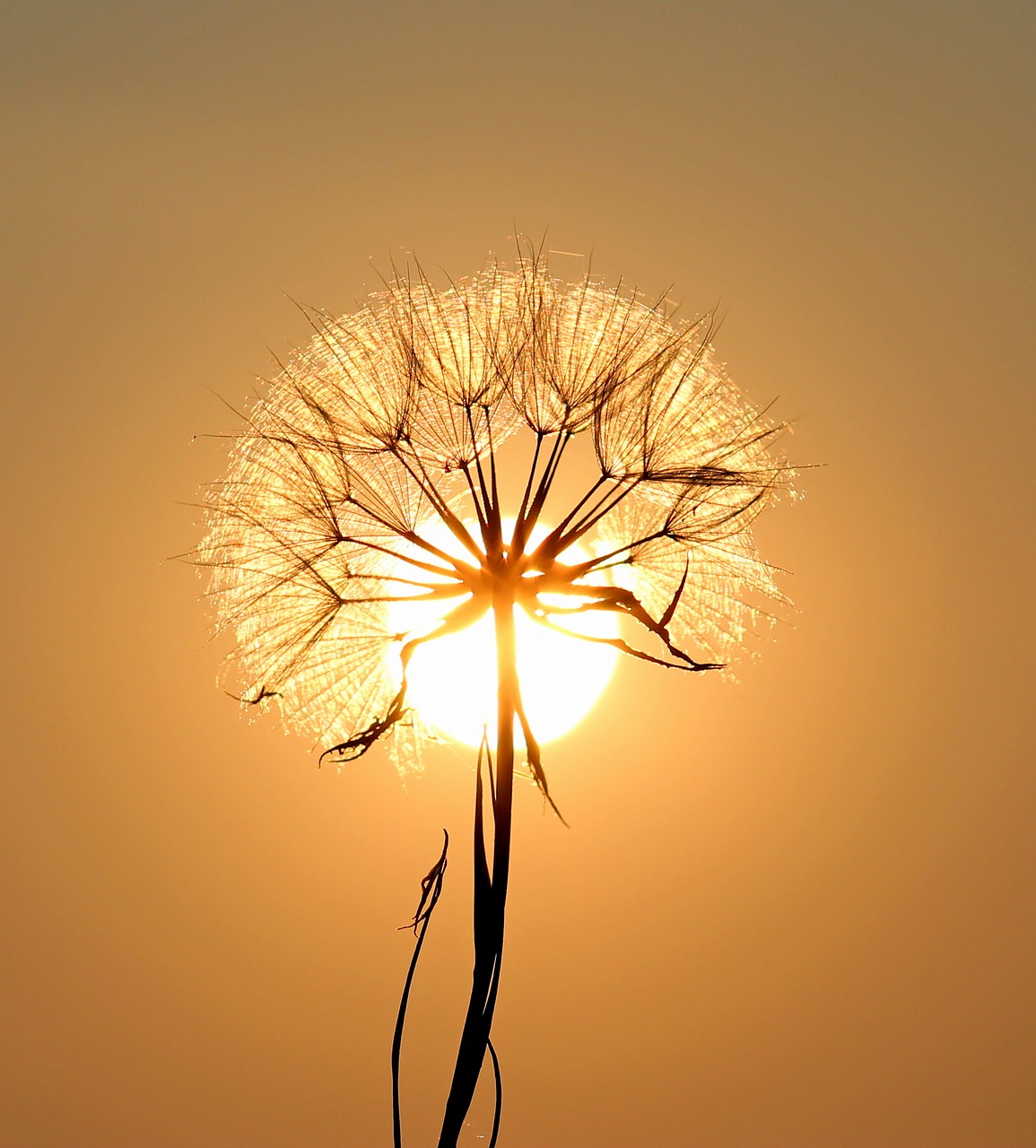 dandelion sun dew free photo