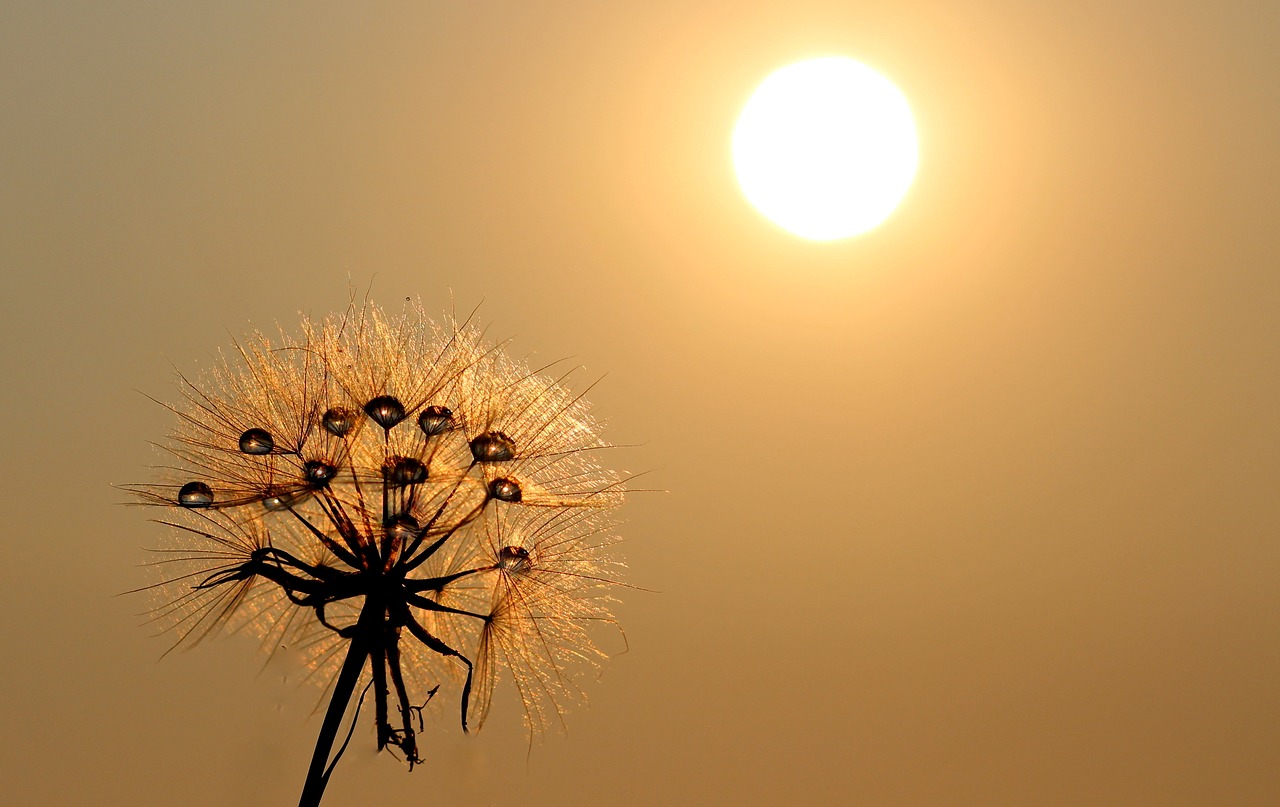 dandelion sun dew free photo