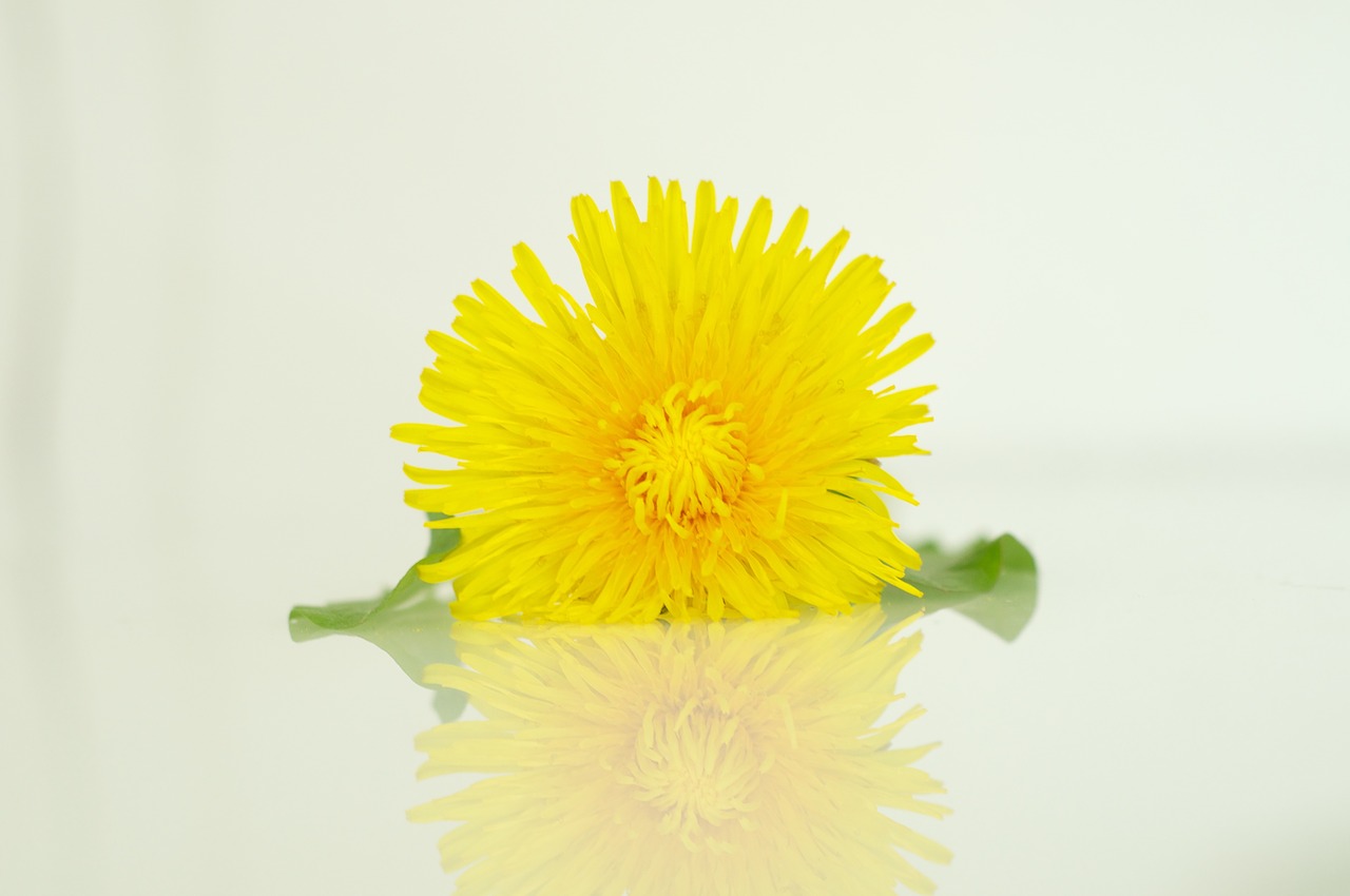 dandelion blossom bloom free photo