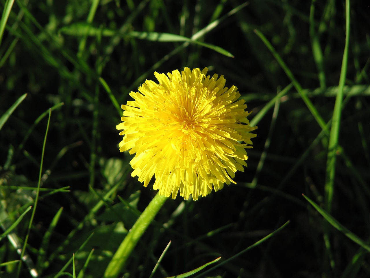 dandelion lawn grass free photo