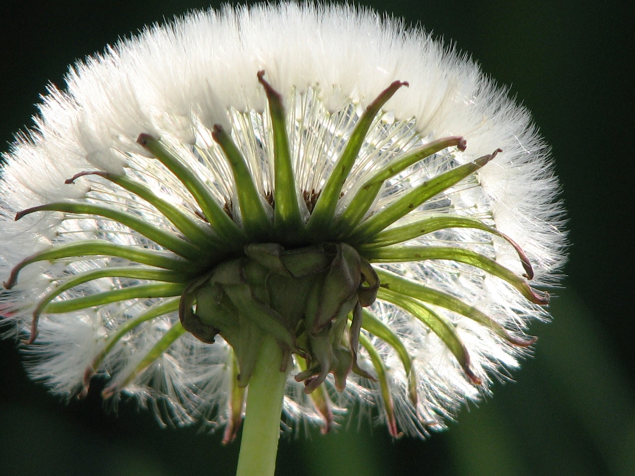 dandelion seeds umbrella free photo