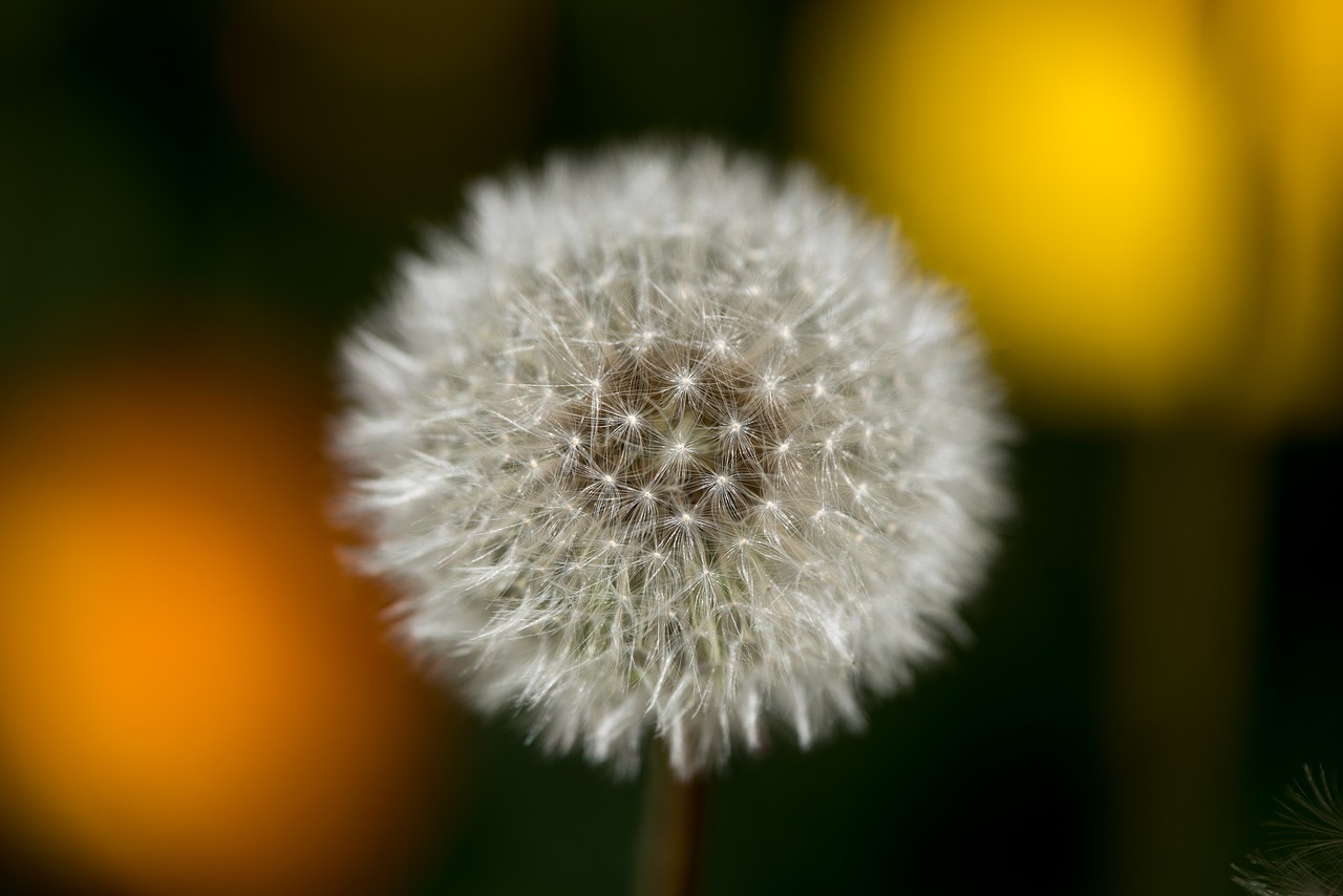 dandelion wild flower blossom free photo