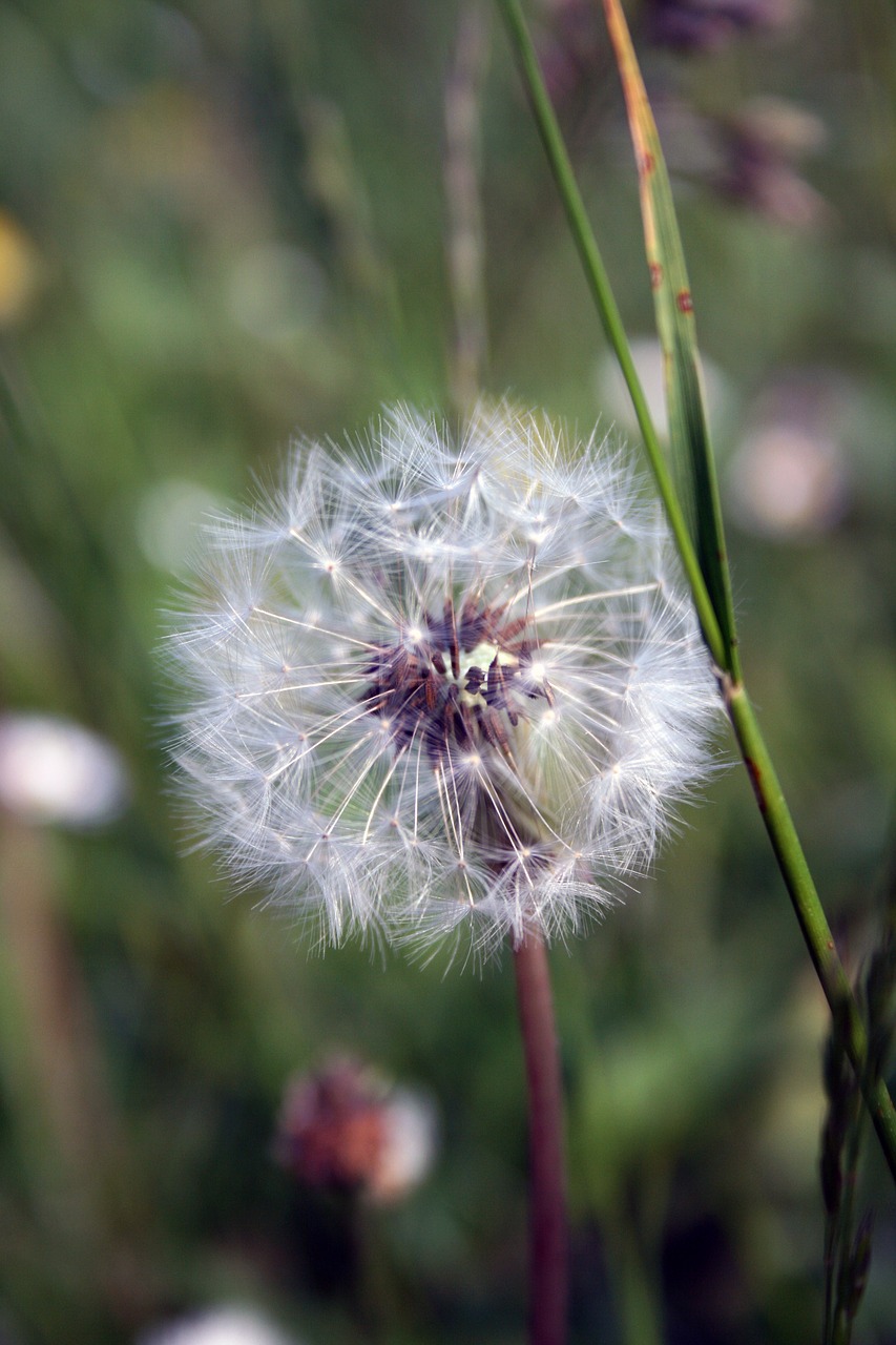 dandelion blossom bloom free photo