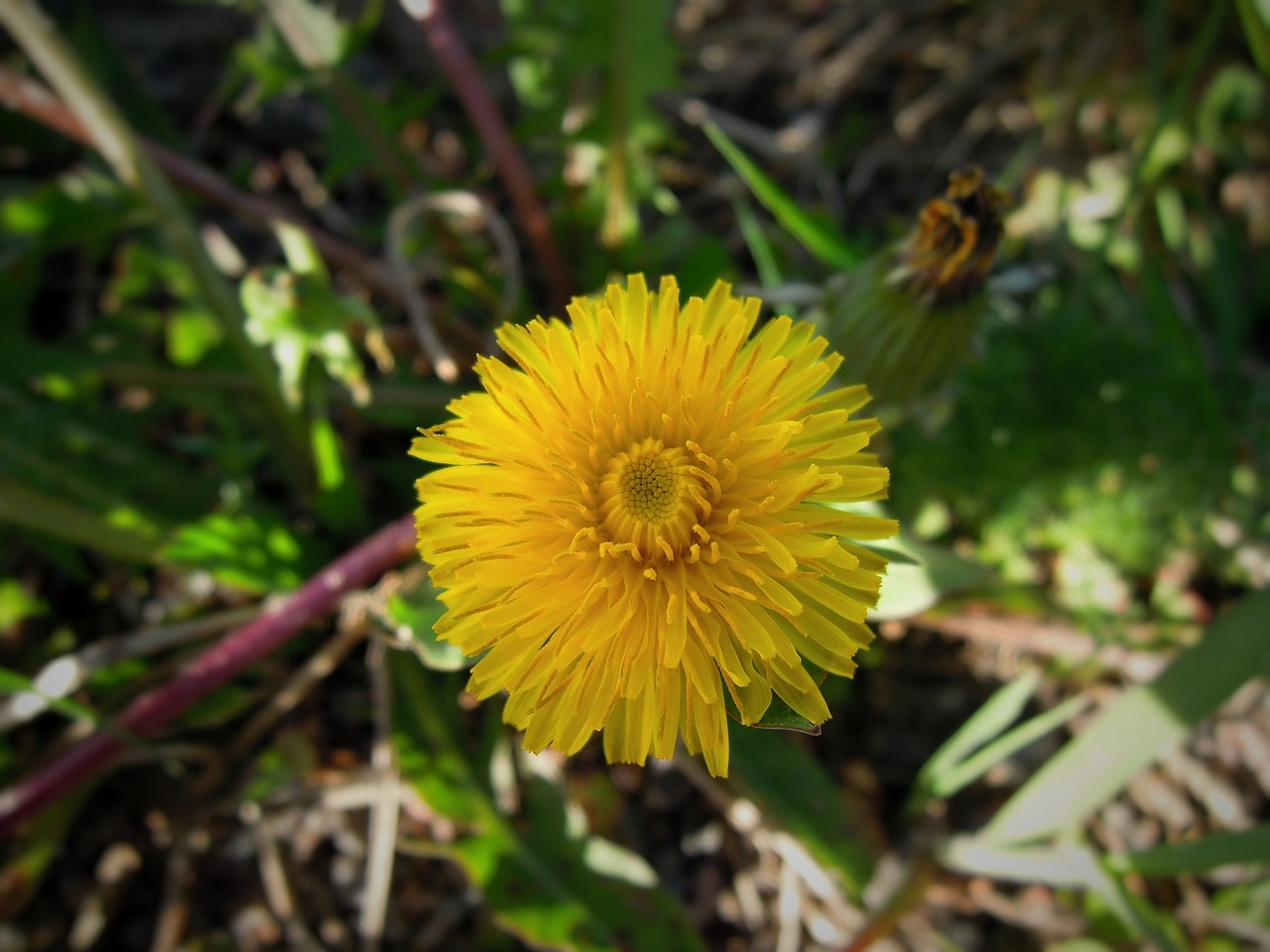 dandelion plant flower free photo