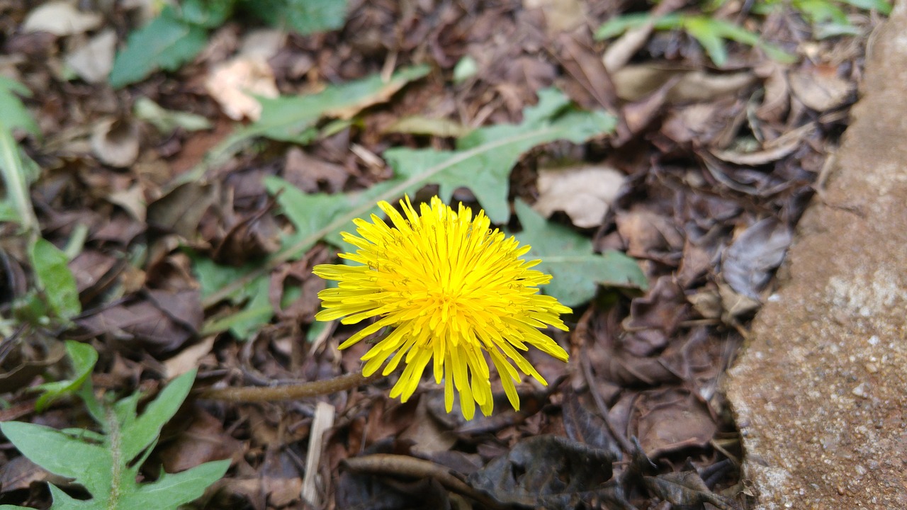 dandelion flower yellow free photo