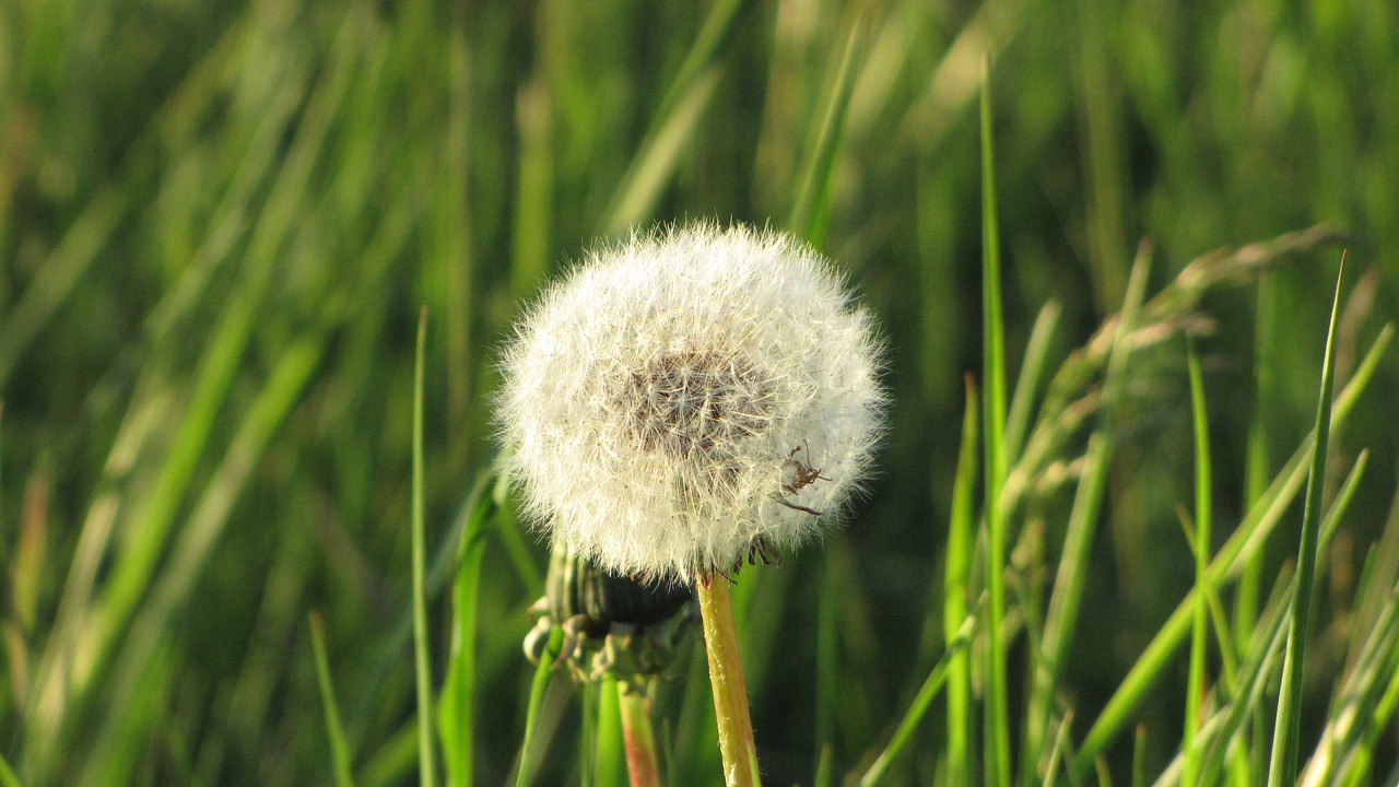 dandelion wind nature free photo