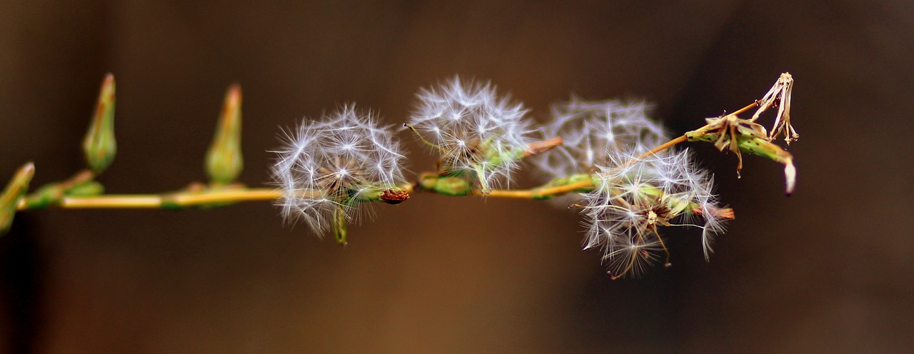 dandelion down plant free photo