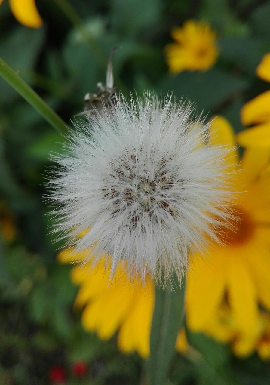 dandelion nature summer free photo