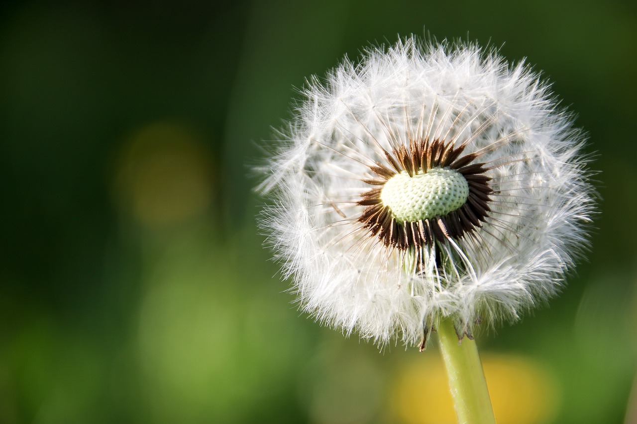 dandelion flower free pictures free photo