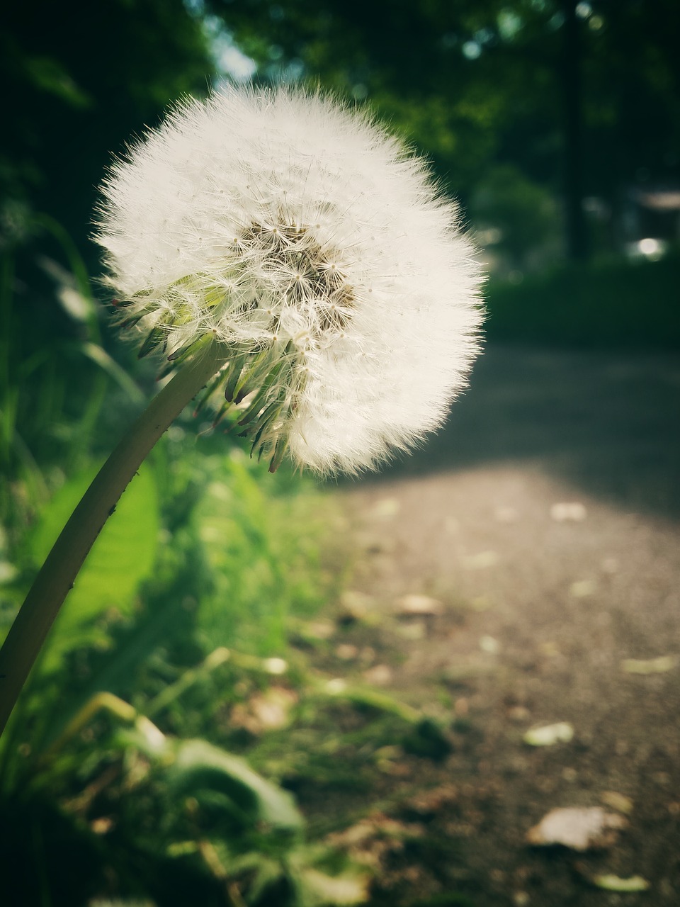 dandelion evening sun away free photo