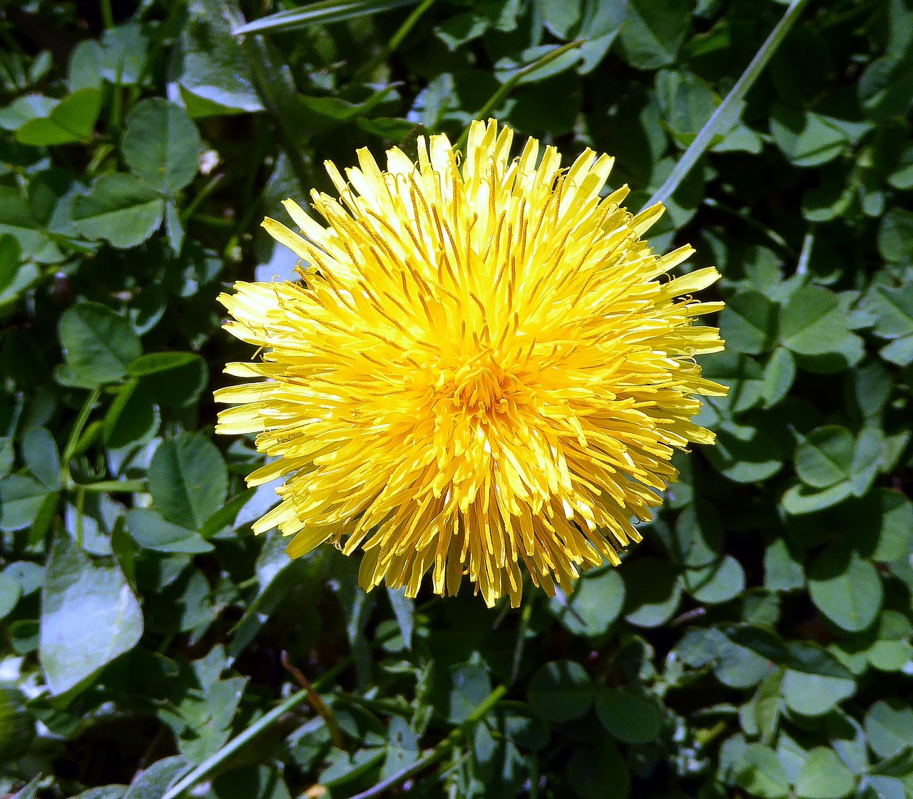 dandelion yellow blossom free photo