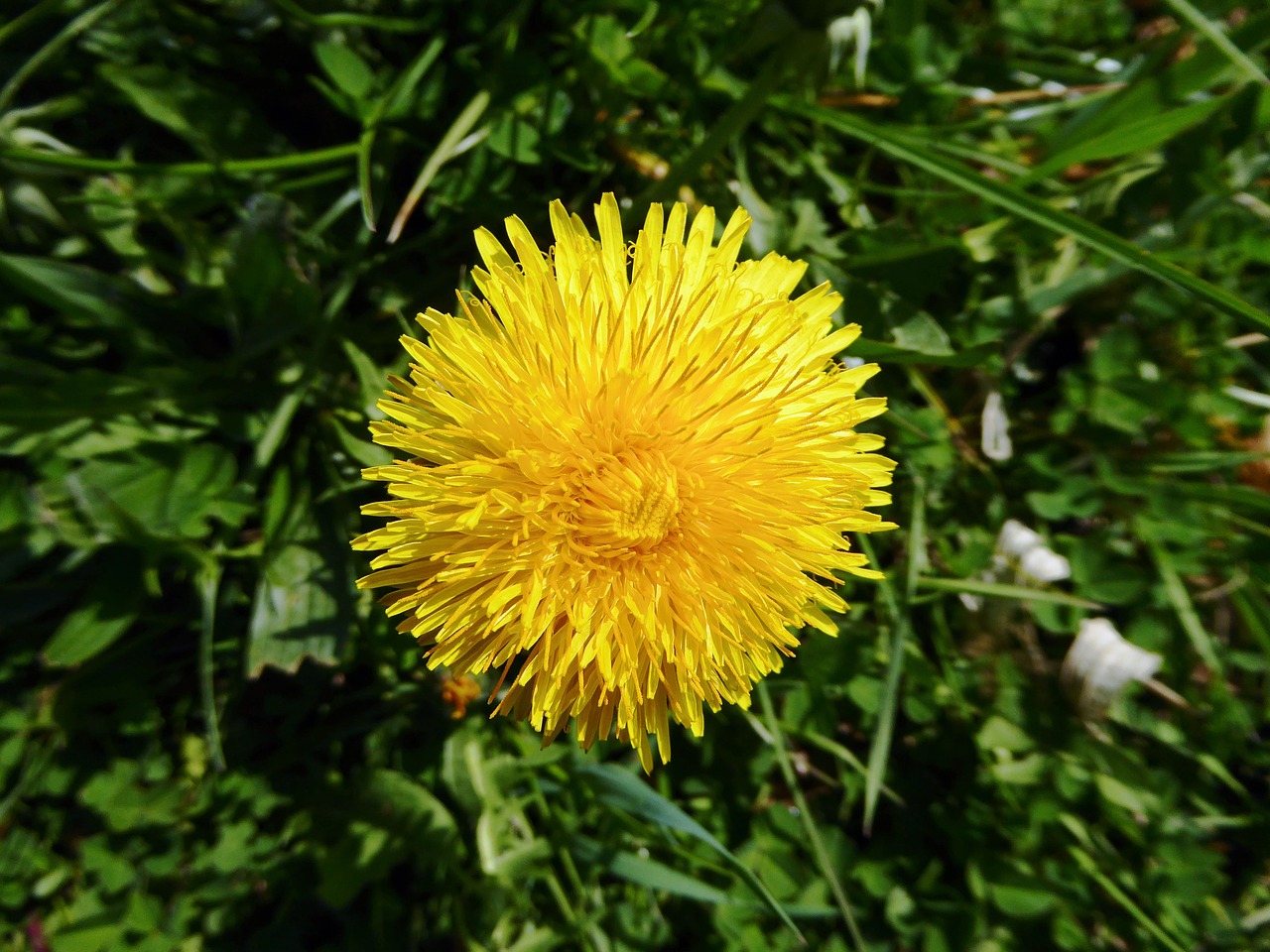 dandelion yellow blossom free photo