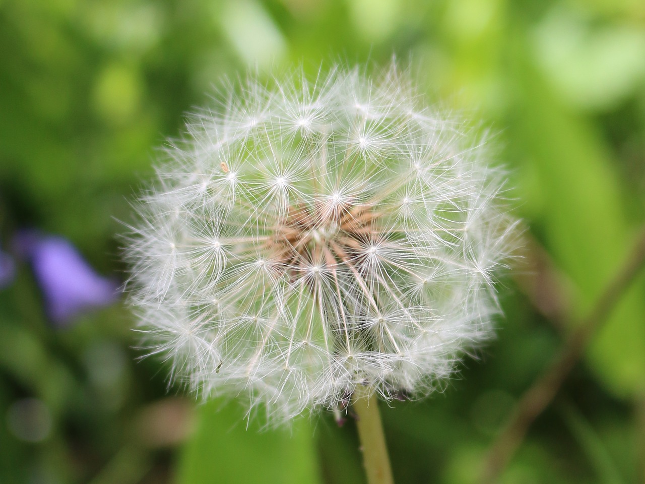 dandelion spring wild free photo