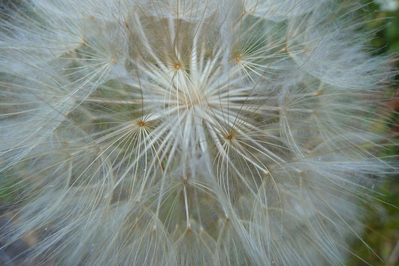 dandelion flower white free photo