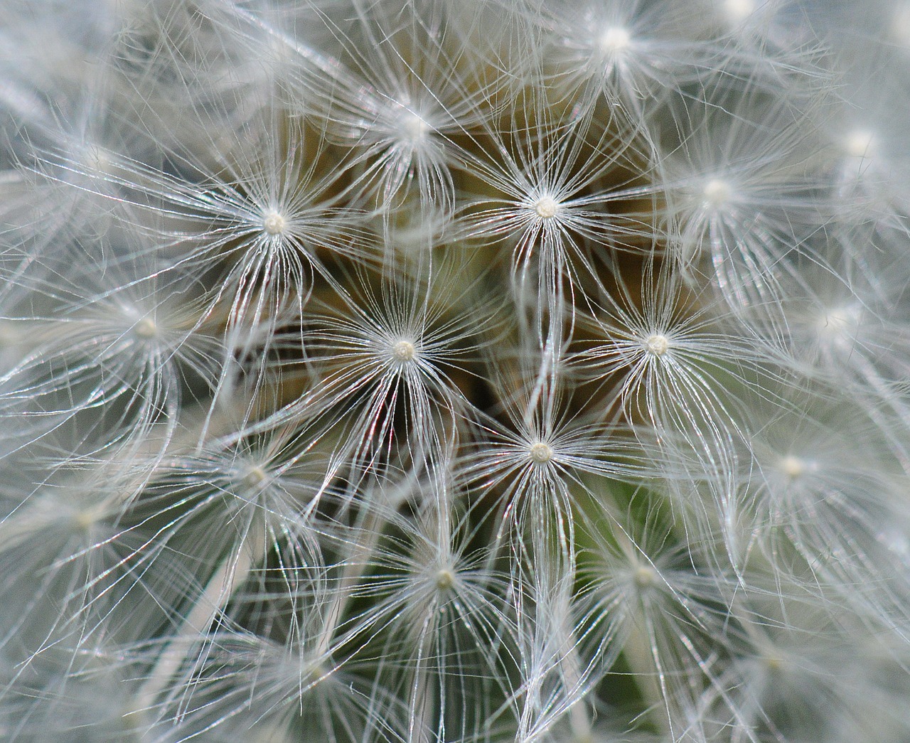 dandelion close up macro free photo