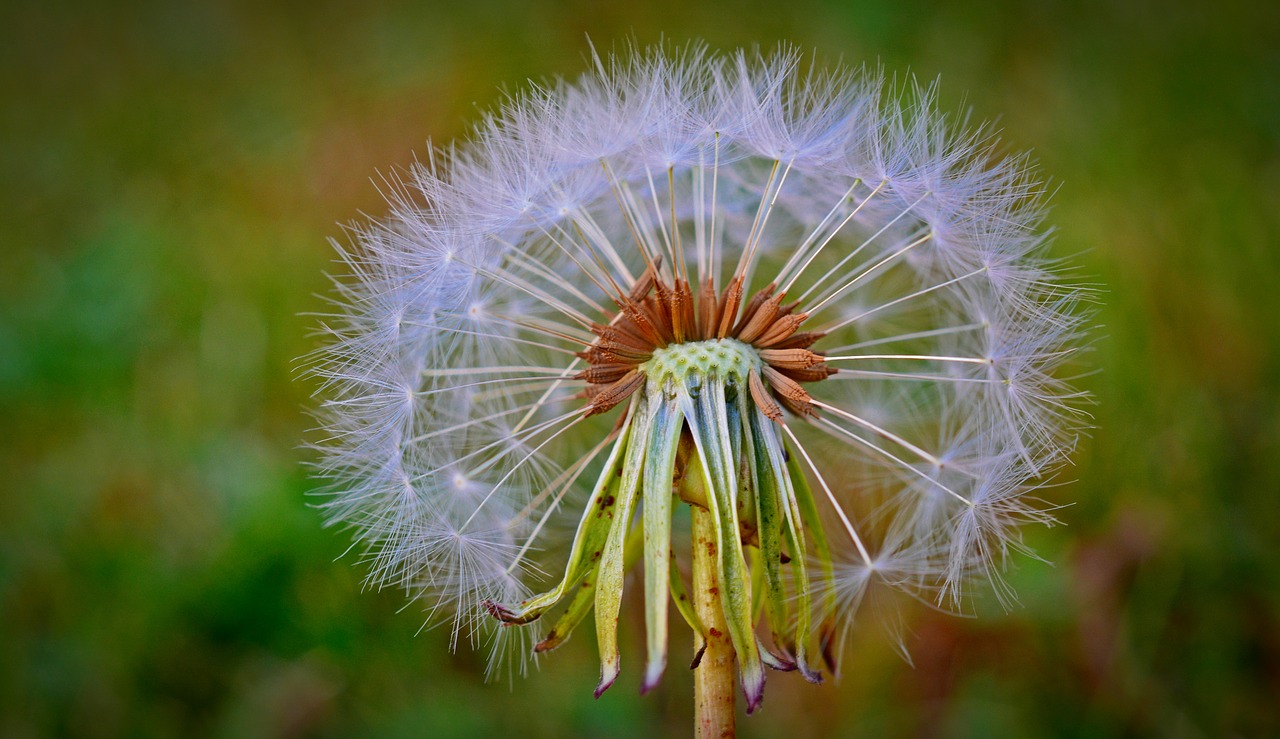 dandelion flying seeds flower free photo