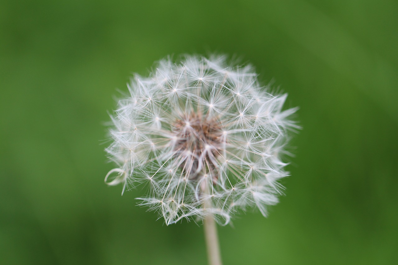 dandelion meadow plant free photo