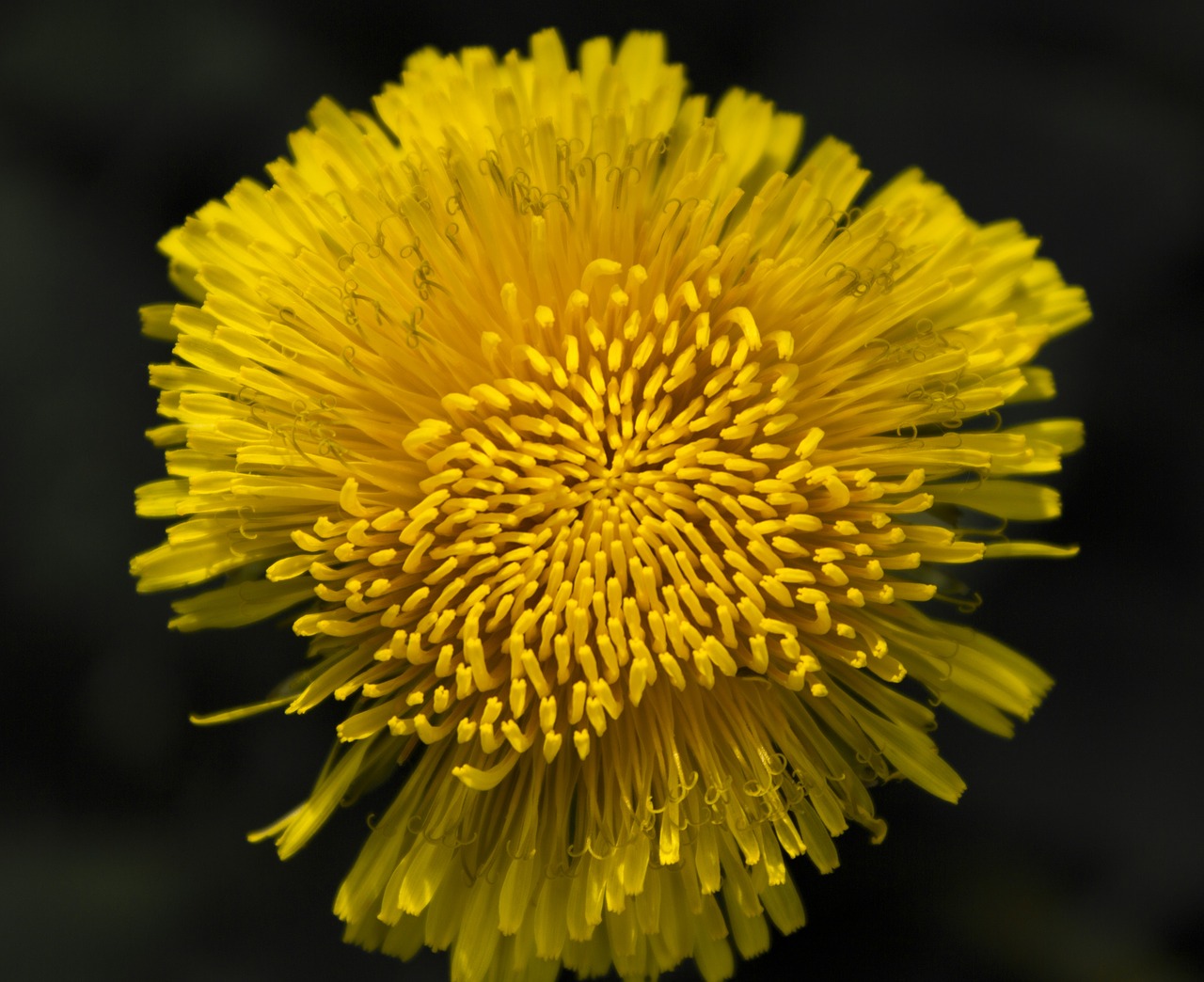 dandelion yellow summer free photo