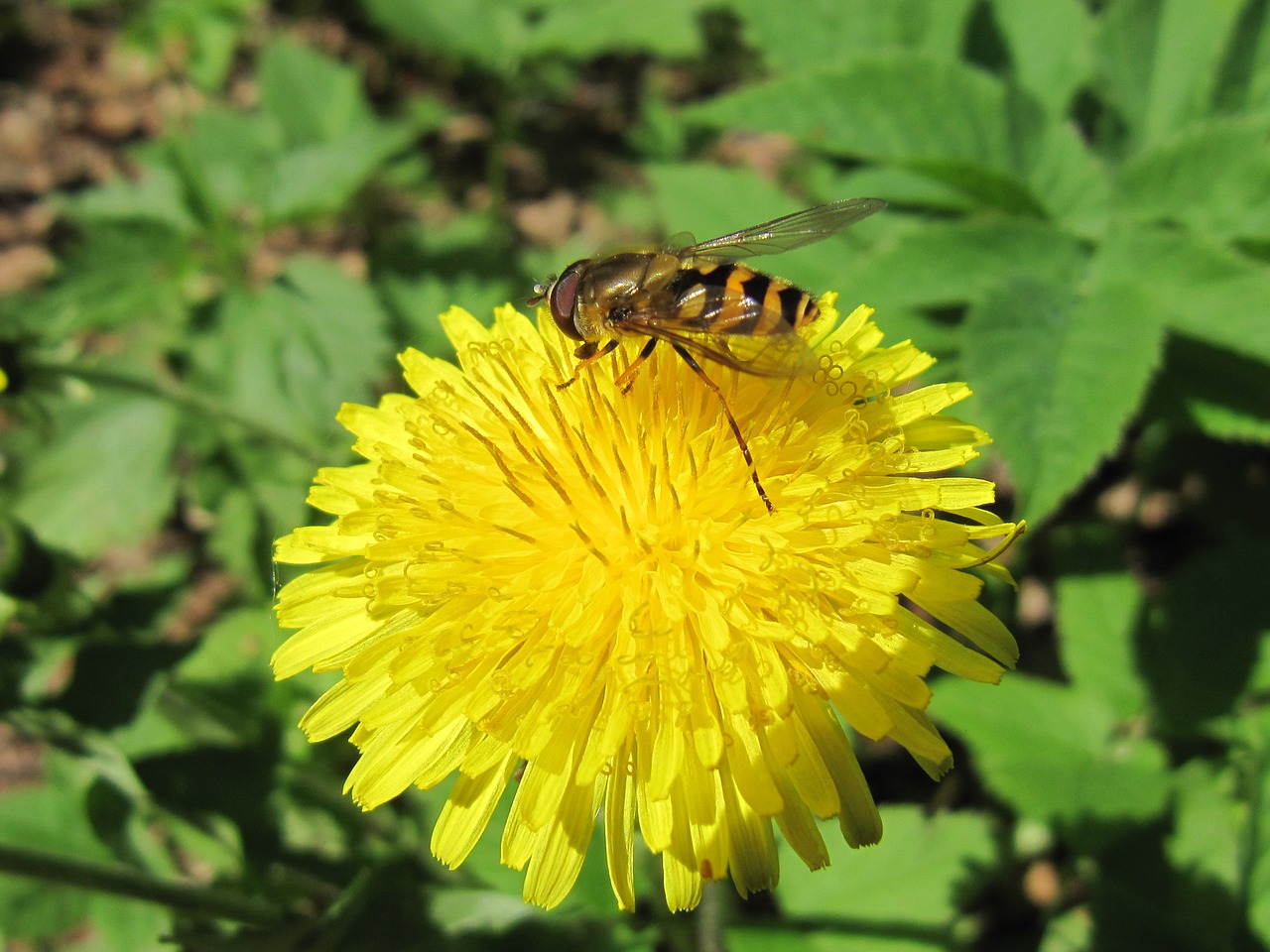 dandelion bee summer free photo
