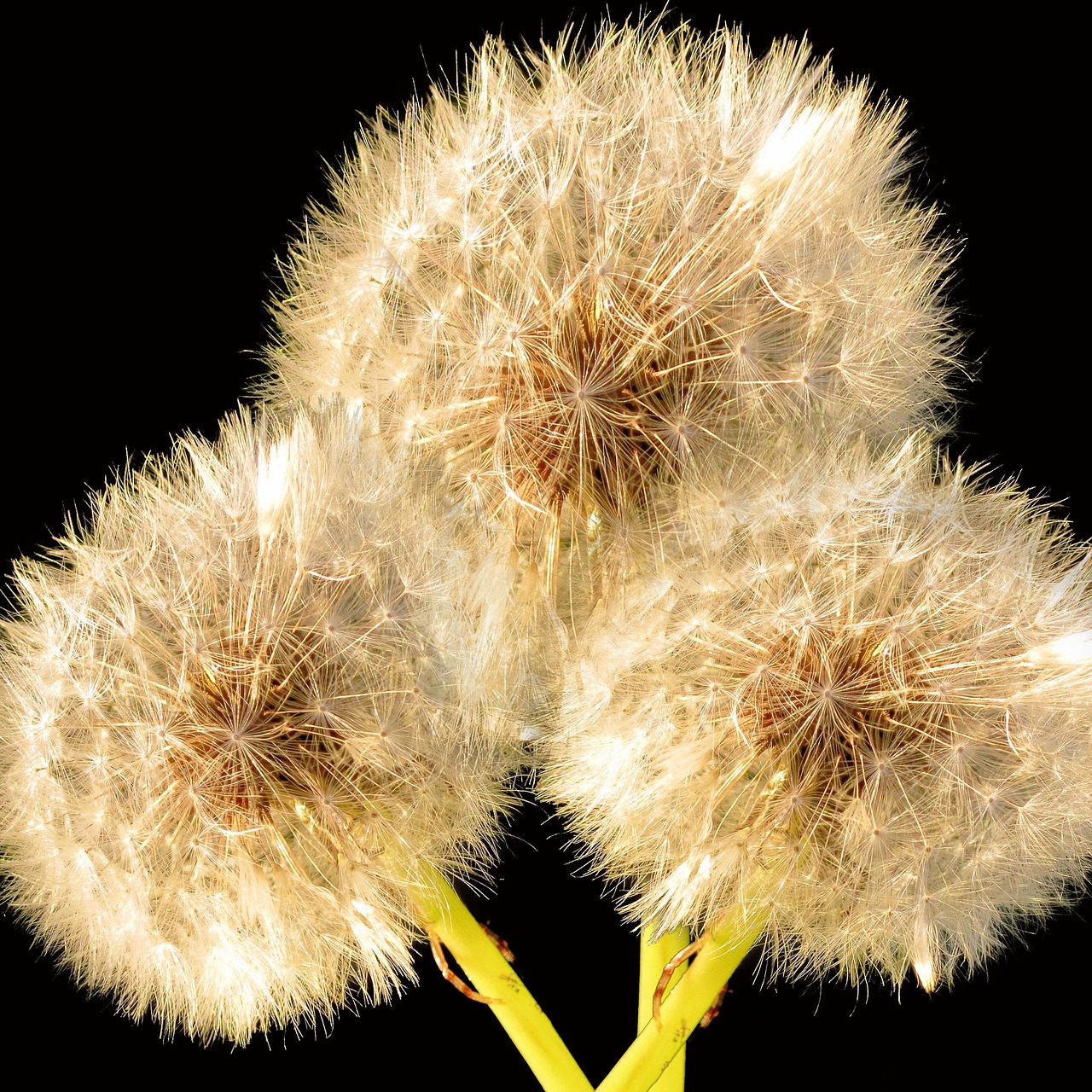 dandelion flower nature free photo