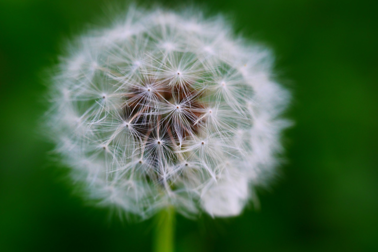 dandelion macro garden free photo