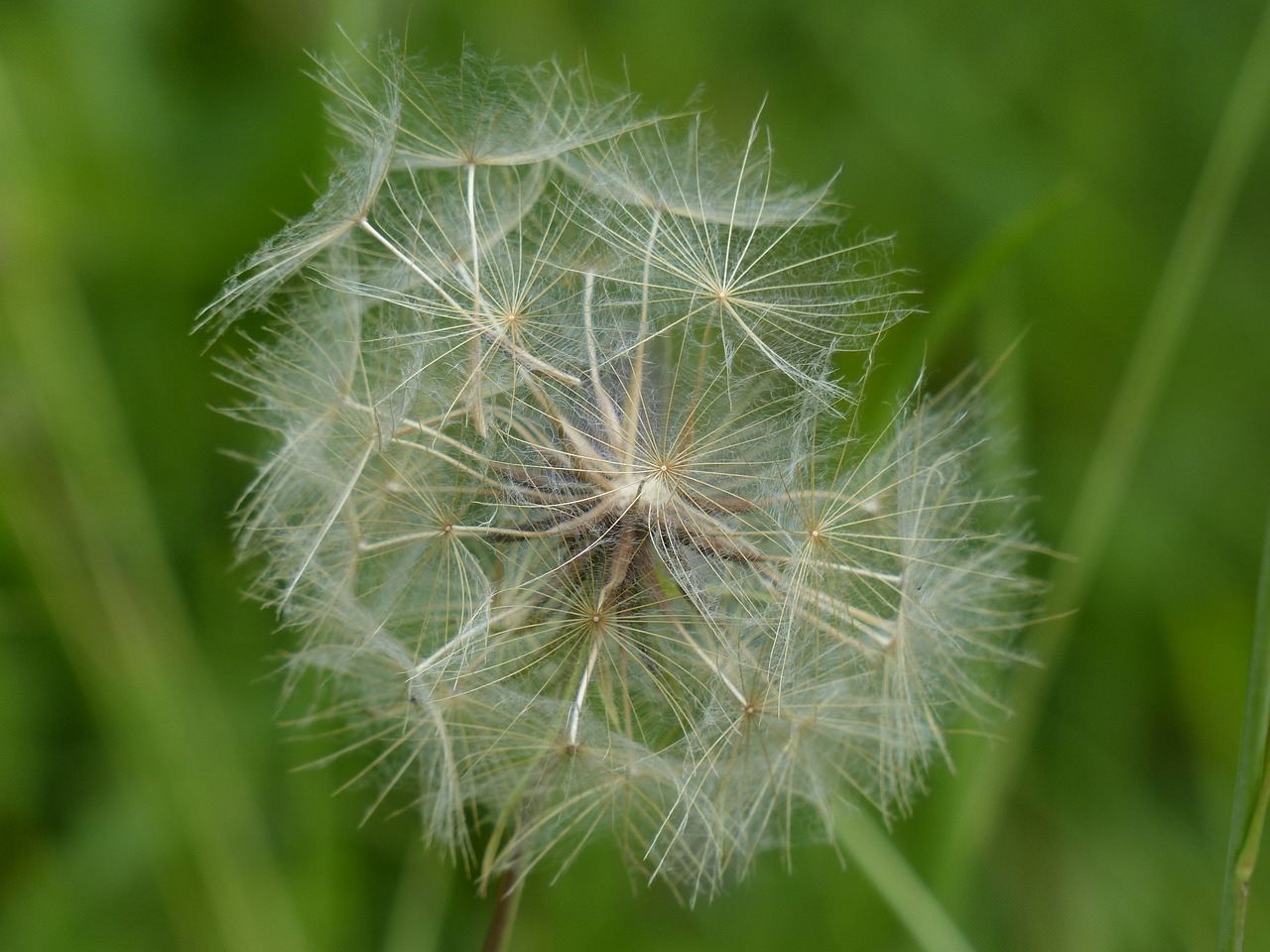 dandelion infructescence meadows dubius free photo
