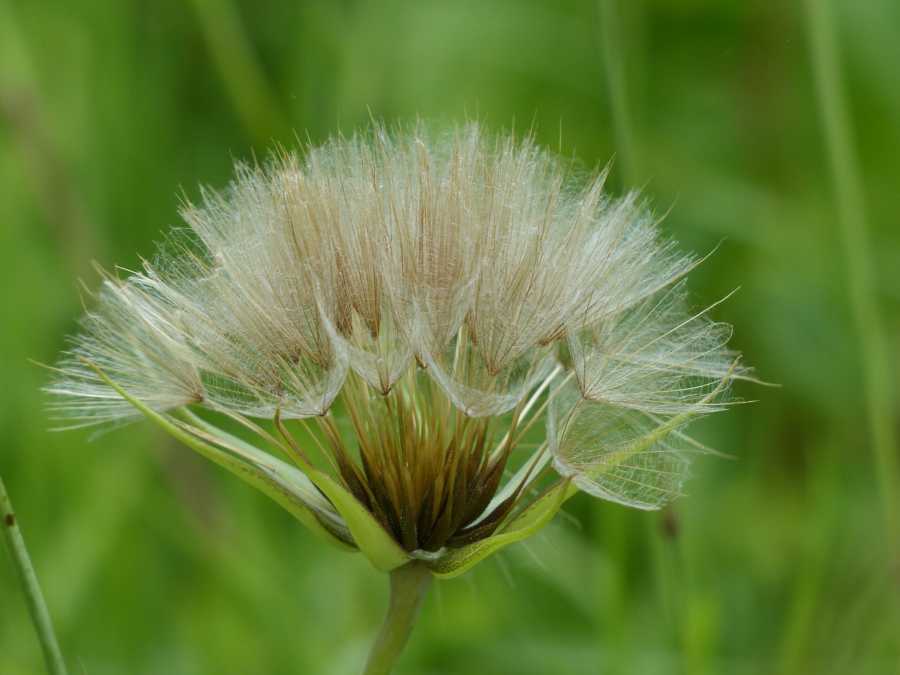 dandelion infructescence meadows dubius free photo
