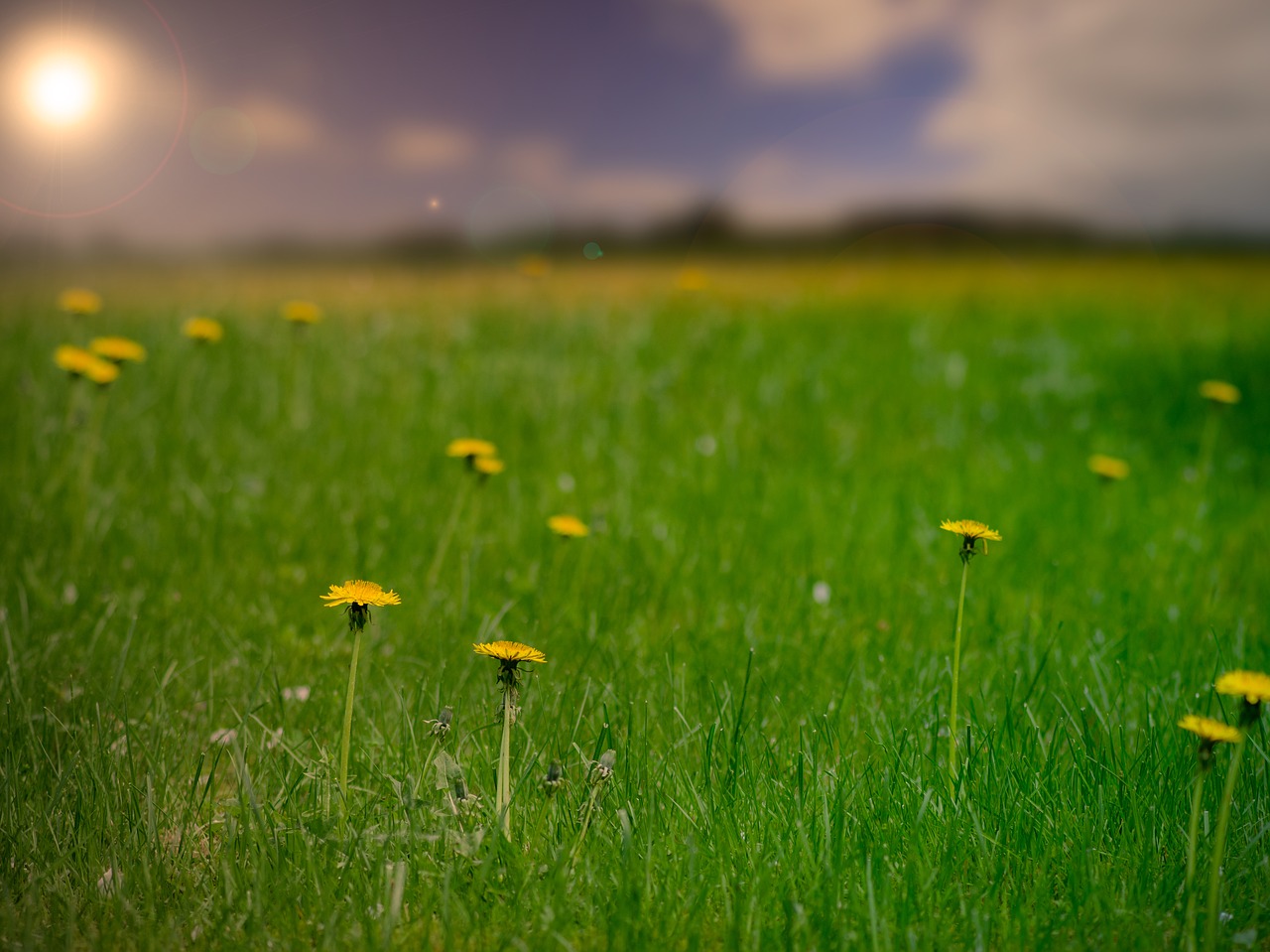 dandelion field flower free photo