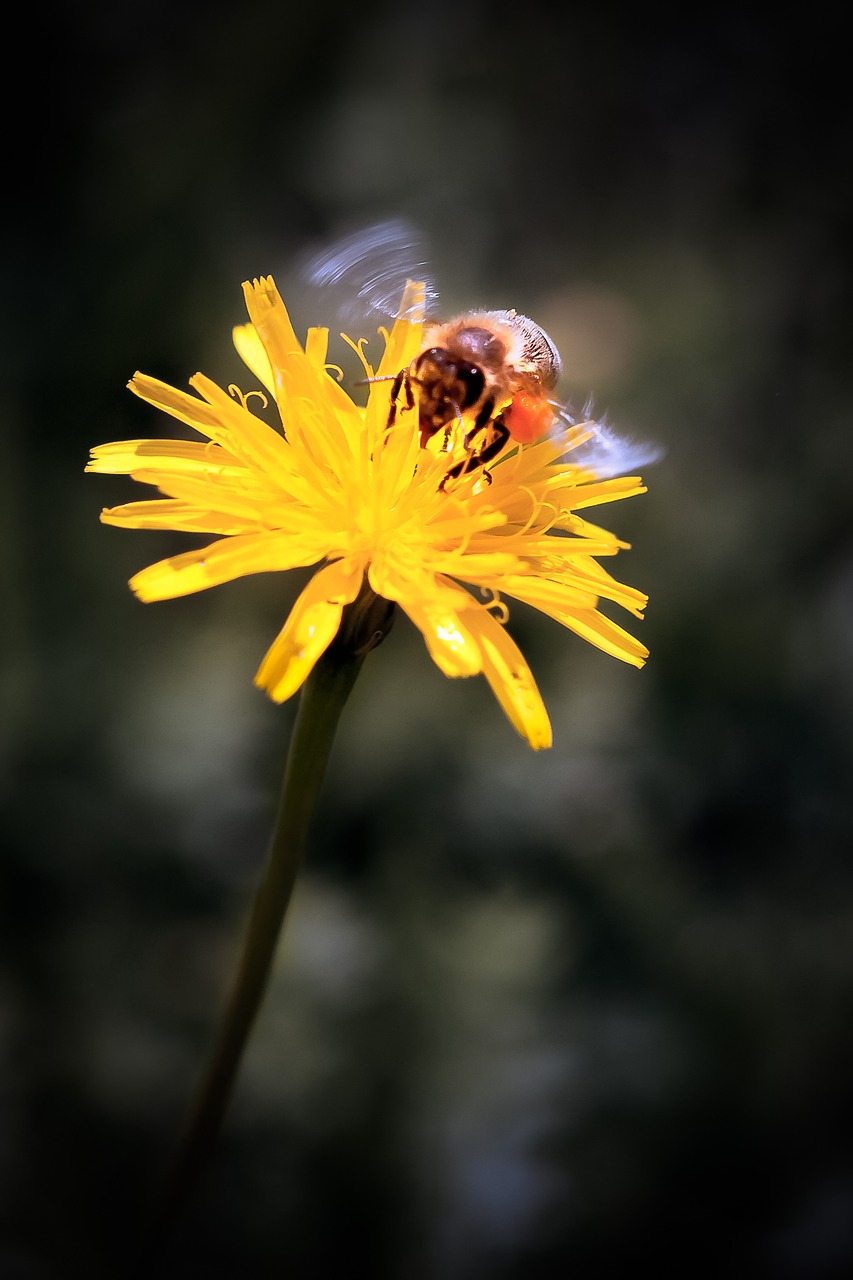 dandelion bee yellow free photo