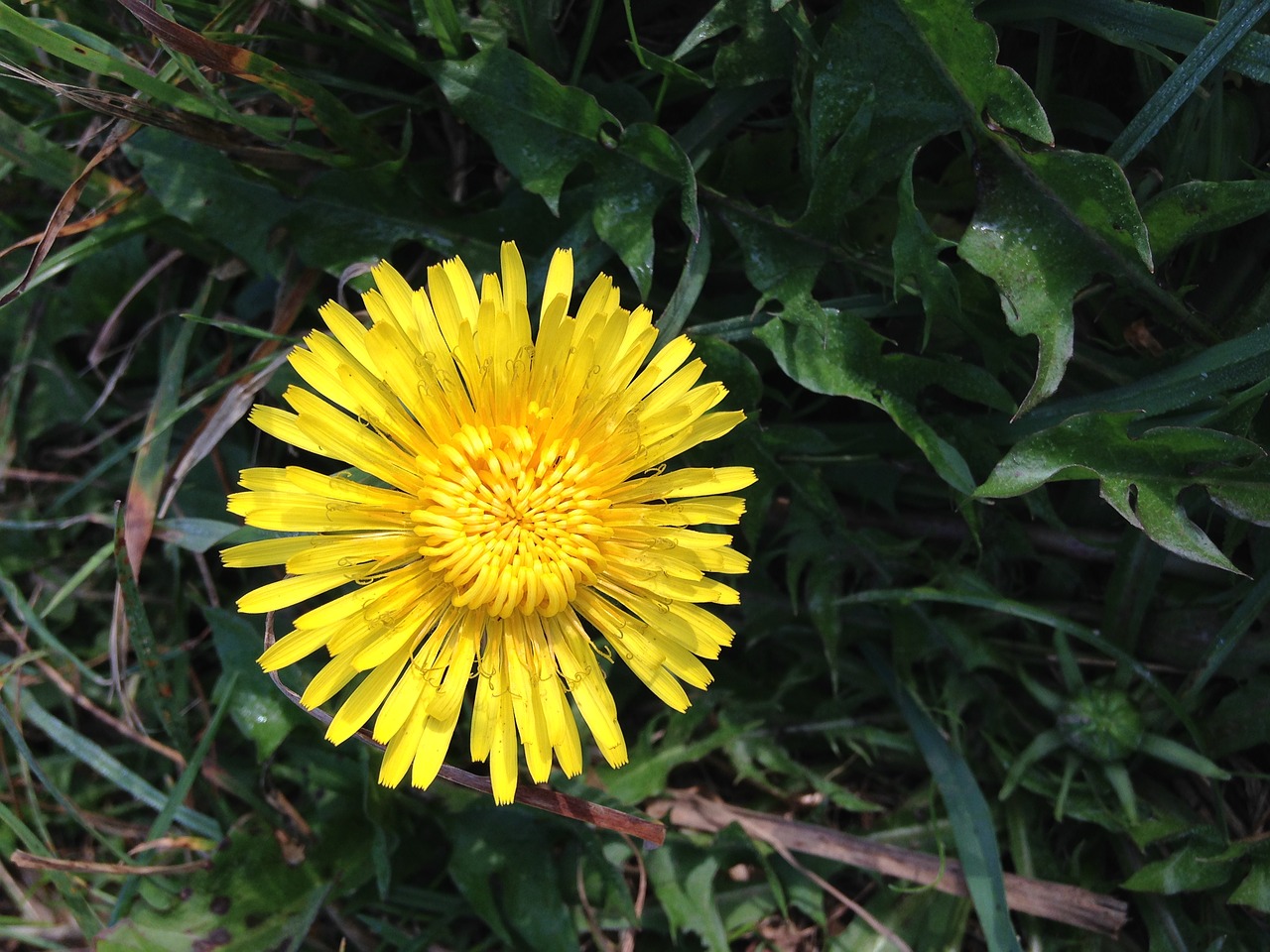 dandelion flower plant free photo