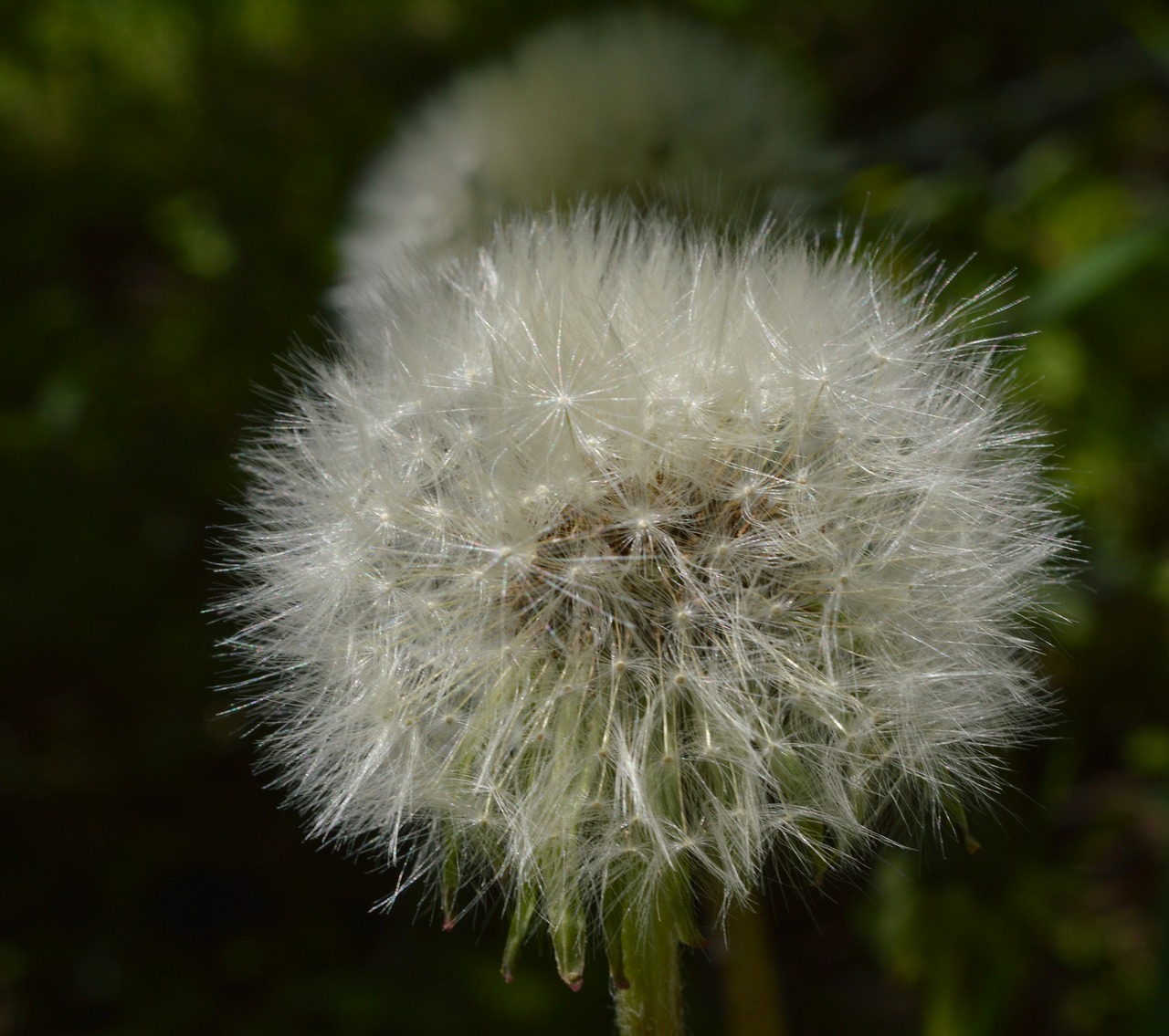 dandelion flower summer free photo