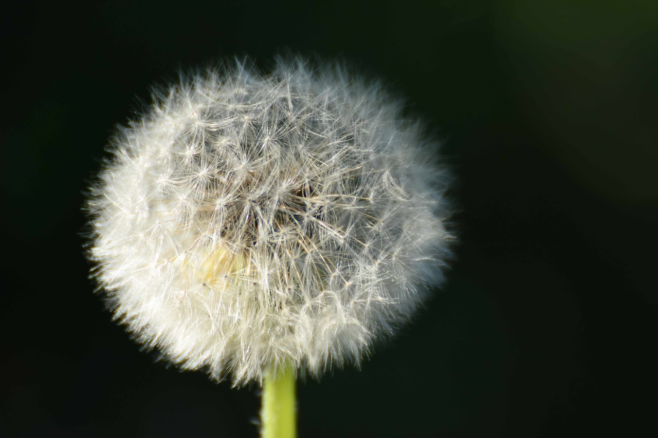 dandelion plant flower free photo