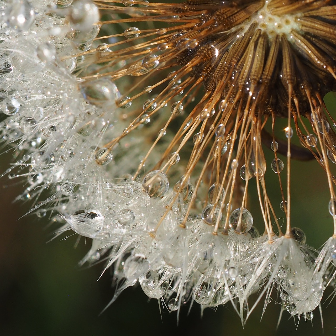 dandelion dewy droplets free photo