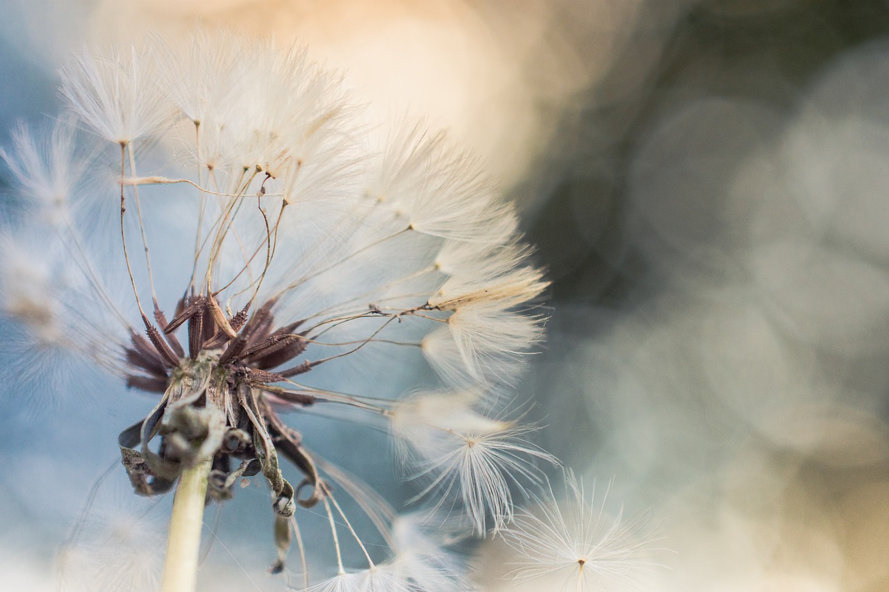 dandelion macro blue free photo