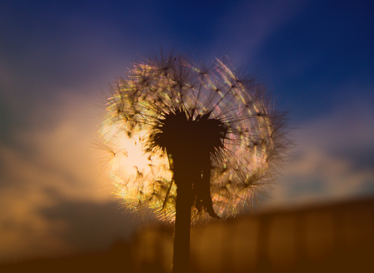 dandelion sunset sky free photo