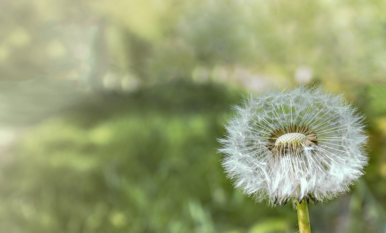 dandelion flower seeds free photo