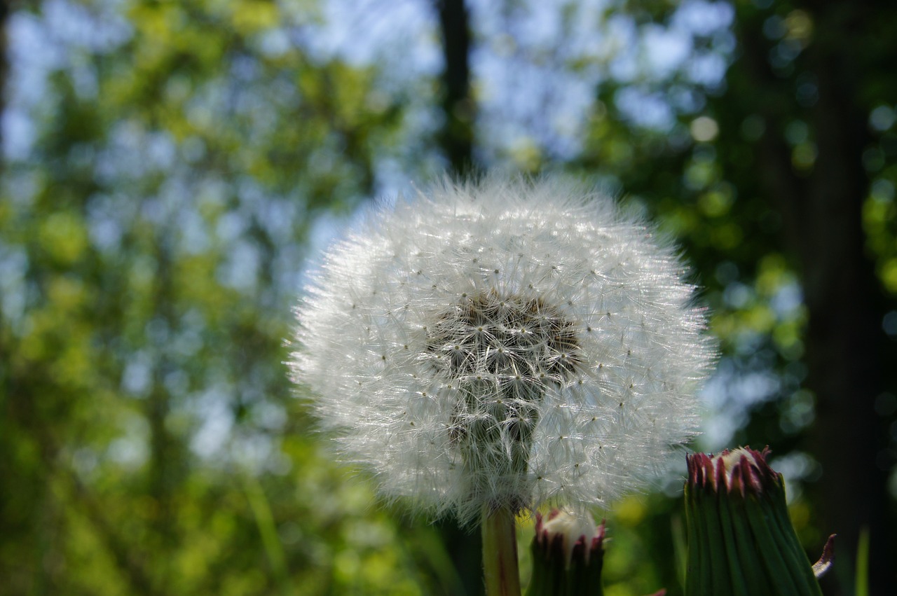 dandelion faded flower free photo