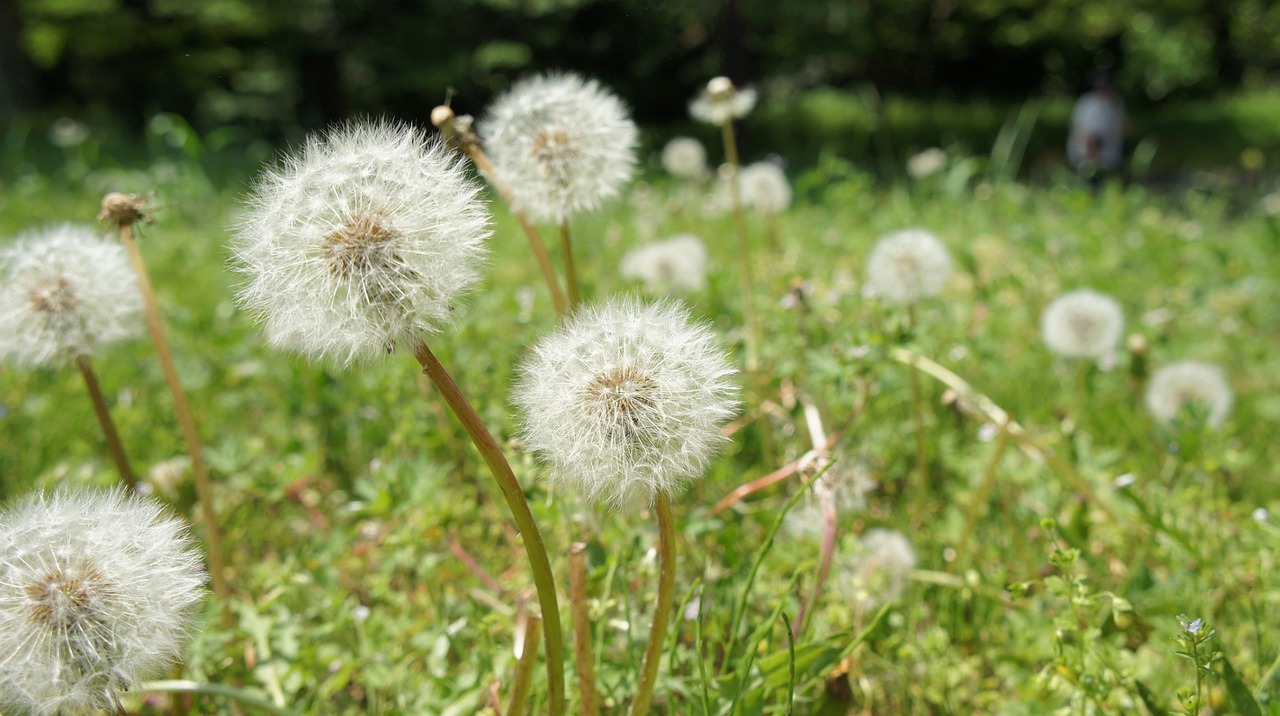 dandelion natural grass free photo