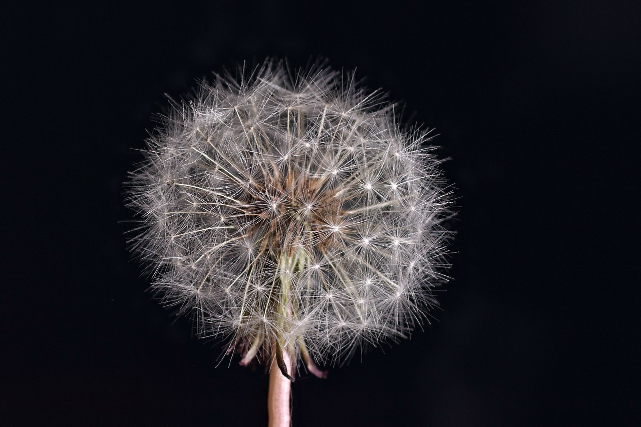 dandelion nature flower free photo