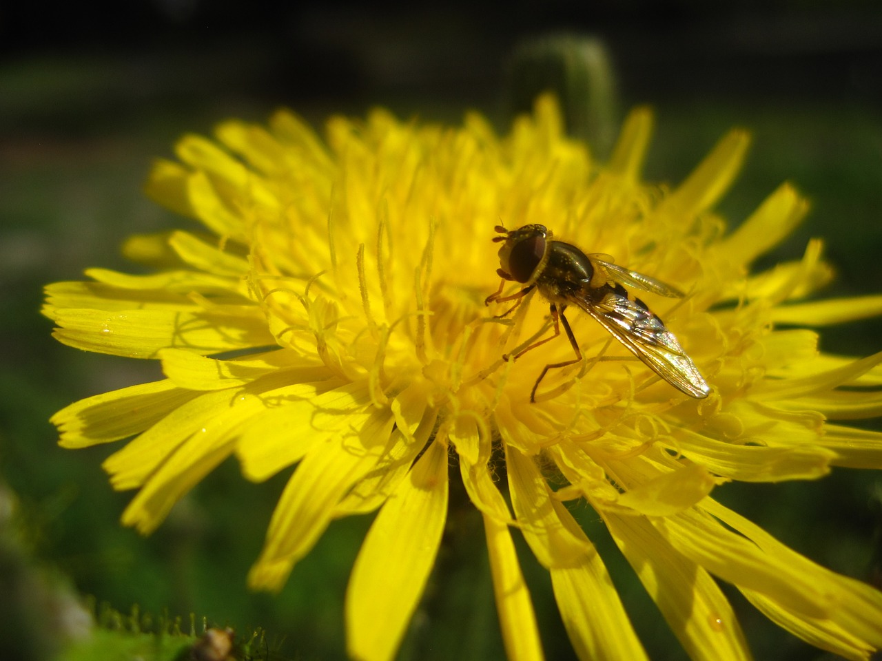 dandelion flower weed free photo