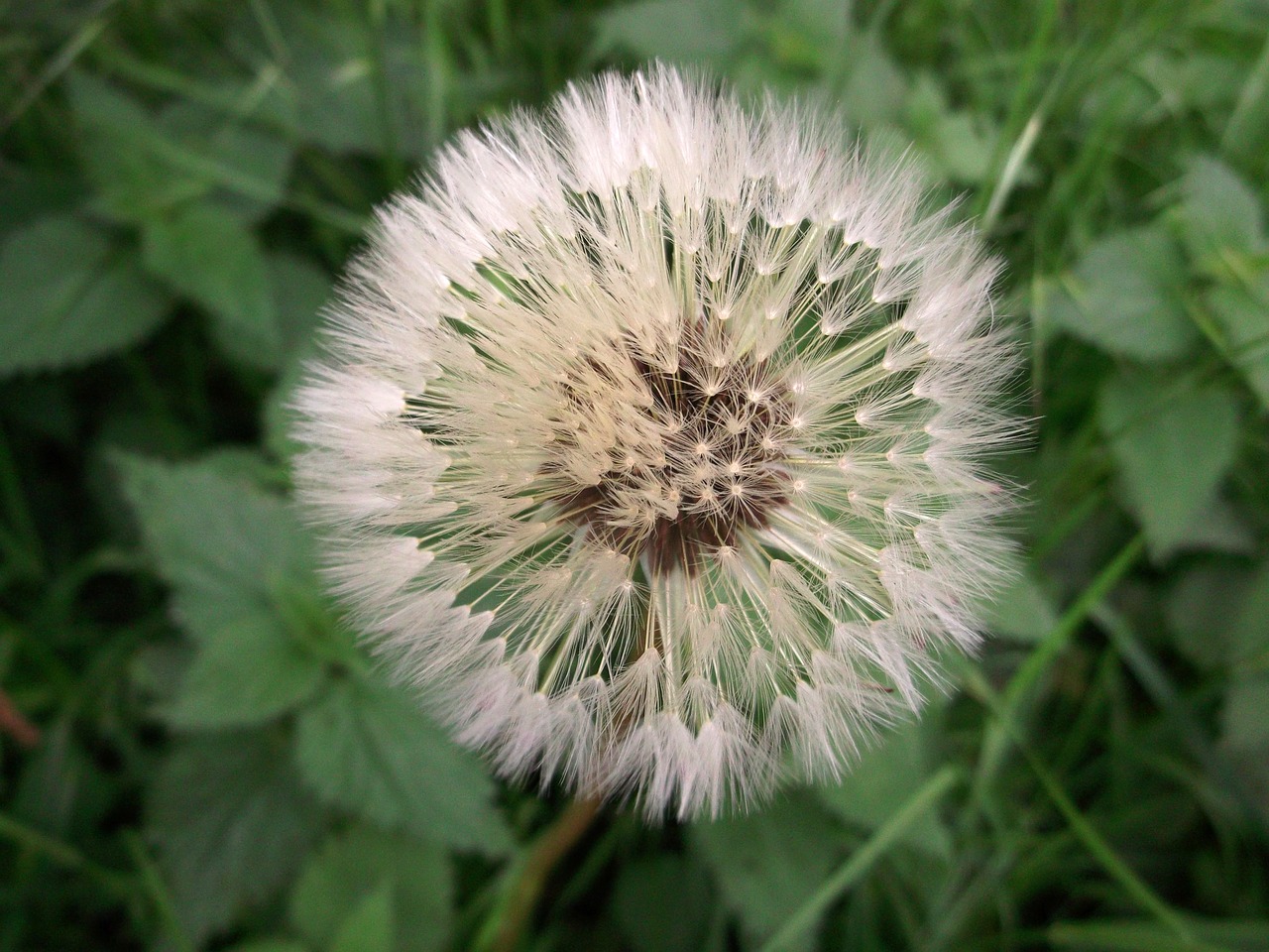 dandelion close nature free photo