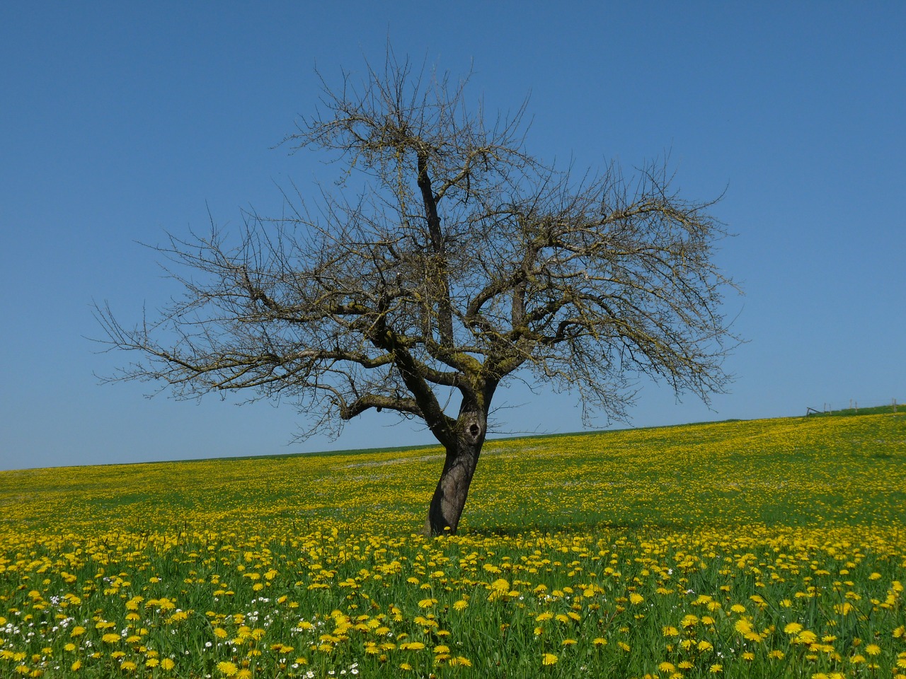 dandelion meadow tree free photo