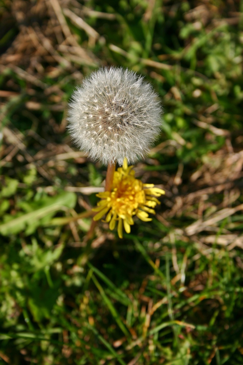 dandelion plant autumn free photo