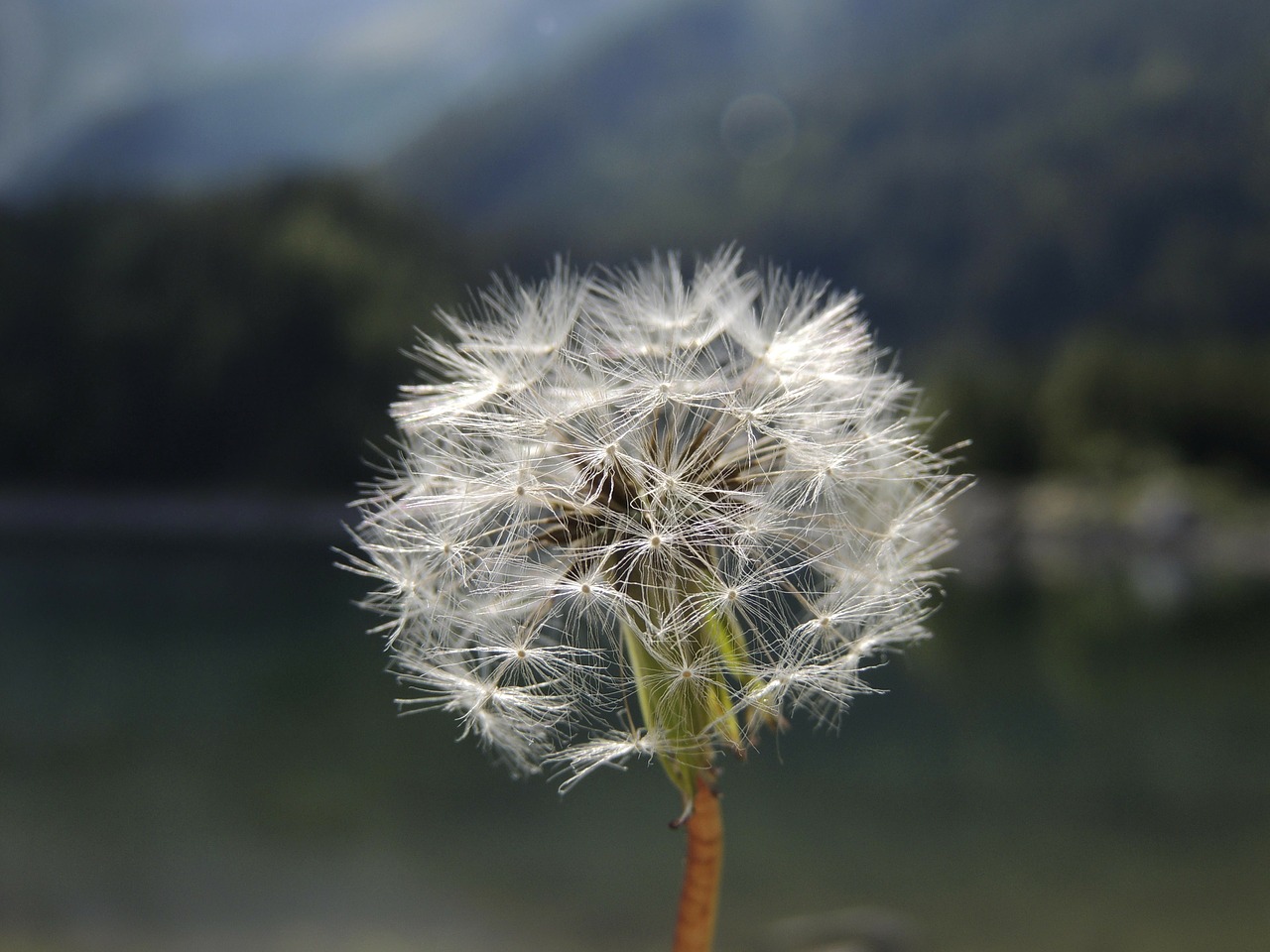 dandelion macro flower free photo