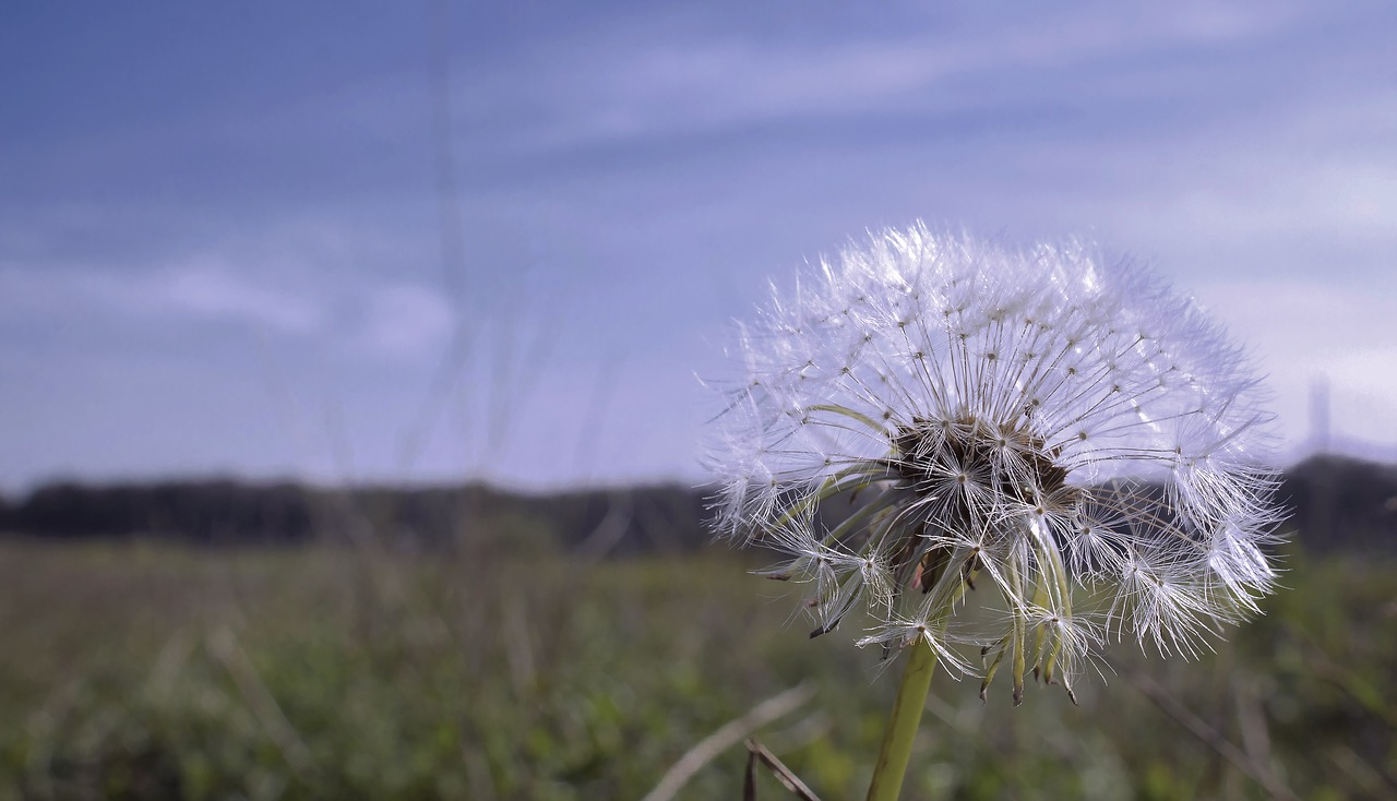 dandelion nature flowers free photo