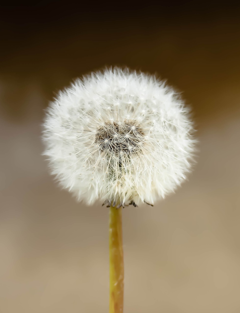 dandelion seeds nature free photo